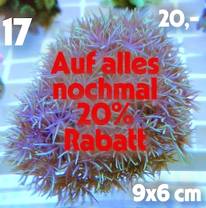 Meerwasser Korallen Ableger