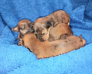 Mitte Juni Ruskiy Toy Welpen abzugeben 