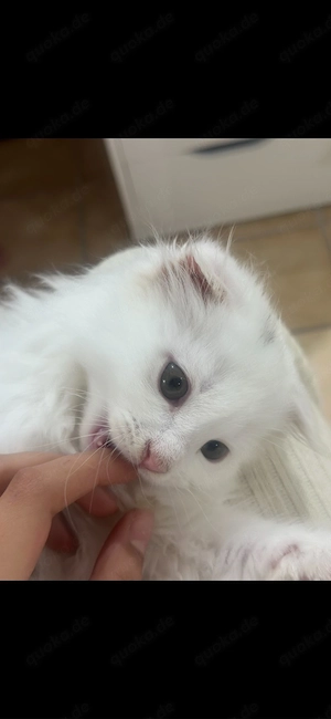 BLH  babykatze Kater 