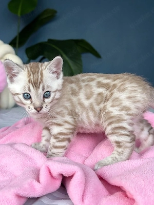 reinrassige männliche und weibliche Bengal-Kätzchen