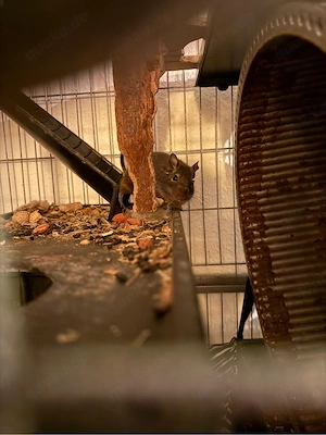 Degus männlich 