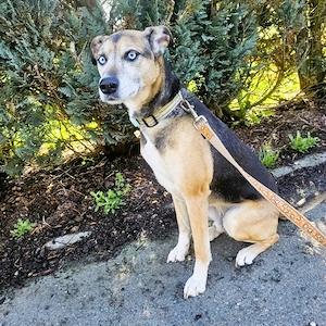 Django - ein aktiver Begleiter