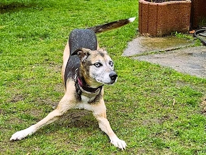 Django - ein aktiver Begleiter