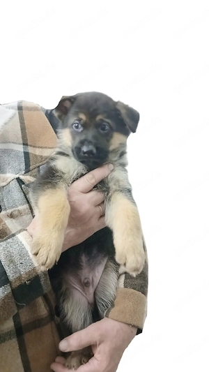 deutsche Schäferhundwelpen