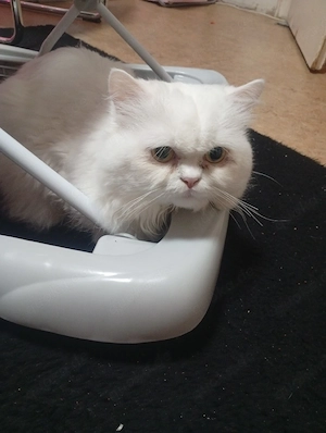 kater abzugeben 