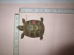 2021 weibliche griechische landschildkröten thb