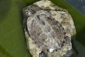 Weibliche Höckerschildkröte abzugeben