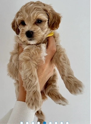 Wir freuen uns, unsere liebevoll aufgezogenen Maltipoo-Welpen in verantwortungsvolle Hände abzugeben