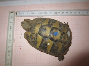 2022 griechische landschildkröten