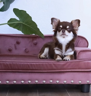 Wunderschöne 2 jährige Chihuahua Hündin