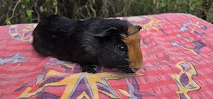 Meerschweinchenbabys Cuys abzugeben