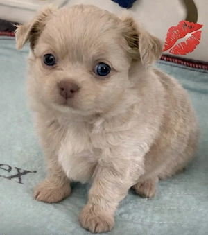 Kleiner Chihuahua Rüde mit Ahnentafel