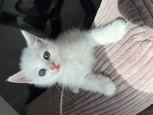 Babykatzen abzugeben  Bild 2