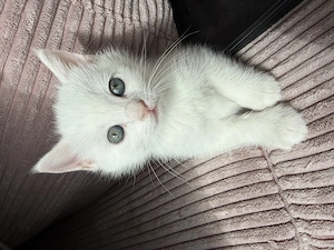 Babykatzen abzugeben 