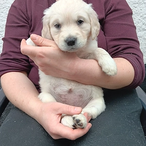 Golden retriever welpen 
