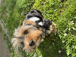 Yorkshirr Terierr Welpe (Rude) sucht liebevolle Familie