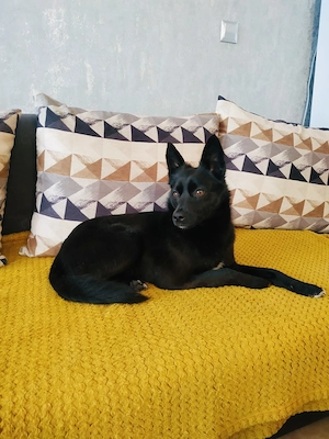 Zira eine tolle familienfreundliche Hündin 