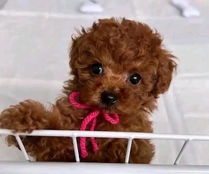 Unsere bezaubernden Zwergpudelwelpen suchen ein liebevolles Zuhause