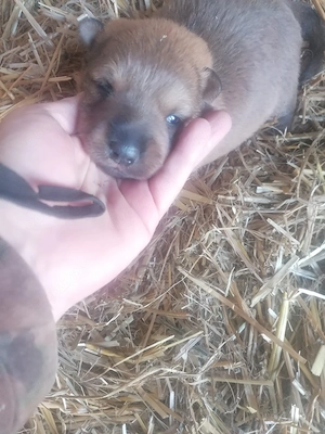 1Junge sucht ein neues Zuhause 