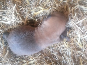 1Junge sucht ein neues Zuhause 