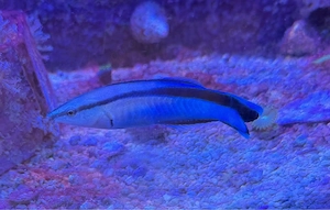 Meerwasser Fisch Futter Artemia und mysis