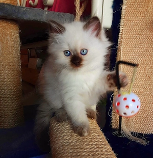 Liebe Kitten colour point Birma Neva Masquarade