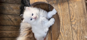 Neva-Masquarade & Sibirische mit Stammbaum 