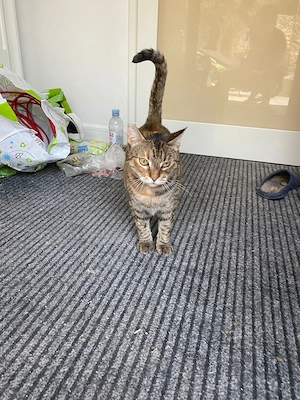 Einzelprinzessin Lili  sucht ihr Für-immer-Zuhause