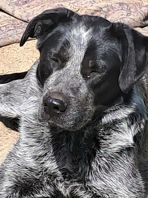 Ich bin Berta und suche mein Zuhause  Bild 10