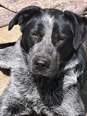 Ich bin Berta und suche mein Zuhause 