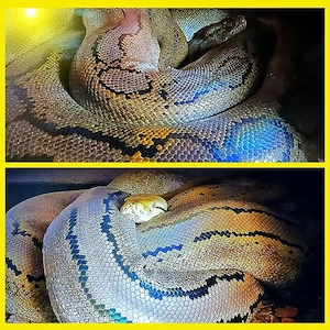 Netzpython (0,1  4,5m +)