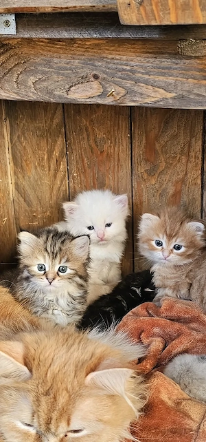 Neva-Masquarade &Sibirische Kitten mit Stammbaum 