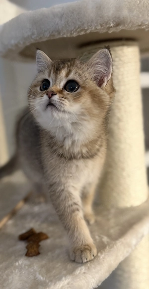 Black Golden Shaded mit olivefarbige Augen und schwarzen Kajal Rändern 