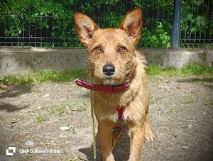 Ich heiße CHEWY   und suche ein Zuhause Bild 7