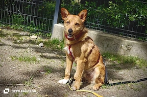 Ich heiße CHEWY   und suche ein Zuhause Bild 3