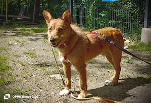 Ich heiße CHEWY   und suche ein Zuhause Bild 5