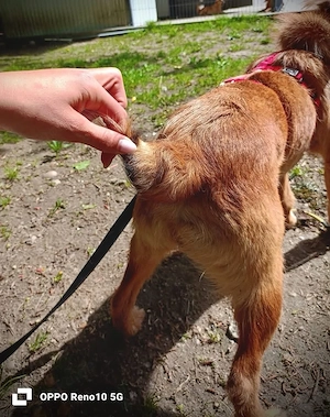 Ich heiße CHEWY   und suche ein Zuhause Bild 10