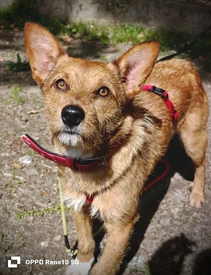 Ich heiße CHEWY   und suche ein Zuhause Bild 6