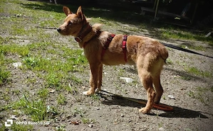 Ich heiße CHEWY   und suche ein Zuhause Bild 8