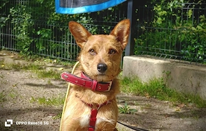 Ich heiße CHEWY   und suche ein Zuhause Bild 2