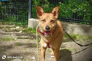 Ich heiße CHEWY   und suche ein Zuhause Bild 4