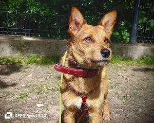 Ich heiße CHEWY   und suche ein Zuhause Bild 9