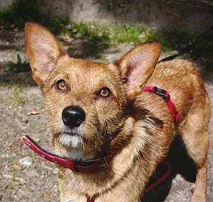 Ich heiße CHEWY   und suche ein Zuhause