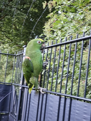 Amazonen Pärchen zu Verkaufen 