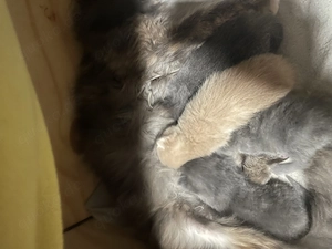 Maine coon mix kitten 