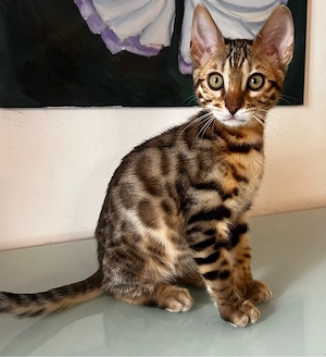 Wunderschönes Bengalkitten Junge