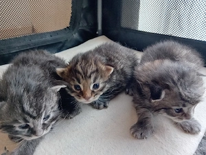 Maine Coon Kitten Grosse Jungs
