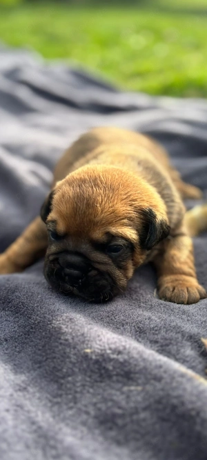 Continental Bulldog Old english Bulldog Welpen 