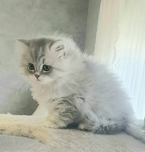 Britisch Langhaar Kätzchen