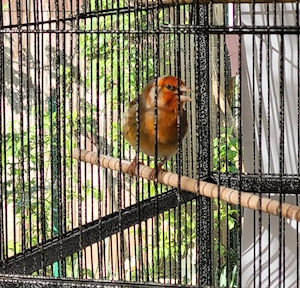 Kanarien Kanarienvögel. 